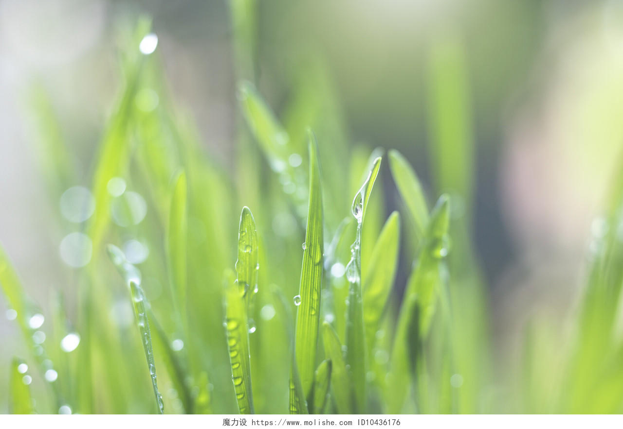 春天春季早晨阳光下发光的草上的露珠水滴谷雨摄影图